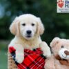 Image of Buster (trained), a Golden Retriever puppy