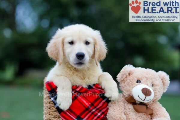 Image of Buster (trained), a Golden Retriever puppy