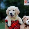 Image of Buster (trained), a Golden Retriever puppy