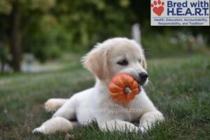 Image of Nikki (in training), a Golden Retriever puppy