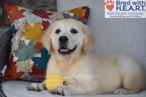 Image of Nova (in training), a Golden Retriever puppy