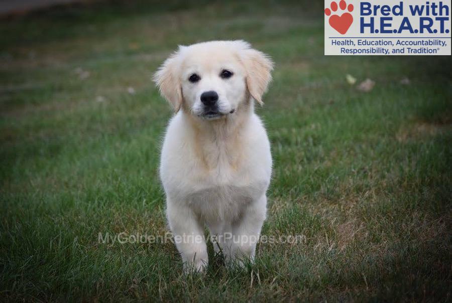 Nova (in training) Image of Nova (in training), a Golden Retriever puppy