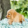 Image of Daisy, a Golden Retriever puppy