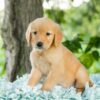 Image of Daisy, a Golden Retriever puppy