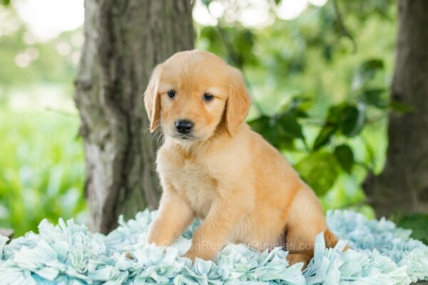 Image of Daisy, a Golden Retriever puppy