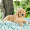 Image of Daisy, a Golden Retriever puppy