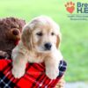 Image of Darcy, a Golden Retriever puppy