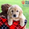 Image of Darcy, a Golden Retriever puppy