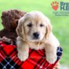 Image of Darcy, a Golden Retriever puppy