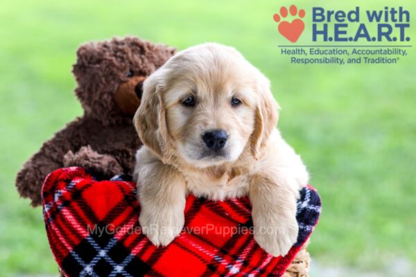 Image of Darcy, a Golden Retriever puppy