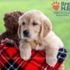 Image of Darcy, a Golden Retriever puppy