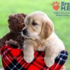 Image of Darcy, a Golden Retriever puppy