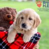 Image of Darcy, a Golden Retriever puppy