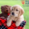 Image of Darcy, a Golden Retriever puppy
