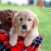 Image of Darcy, a Golden Retriever puppy