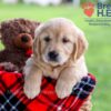 Image of Darcy, a Golden Retriever puppy