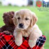 Image of Darcy, a Golden Retriever puppy
