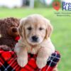 Image of Darcy, a Golden Retriever puppy