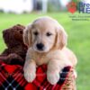 Image of Daya, a Golden Retriever puppy