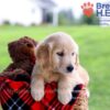 Image of Daya, a Golden Retriever puppy