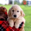 Image of Daya, a Golden Retriever puppy