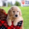 Image of Daya, a Golden Retriever puppy