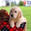 Image of Daya, a Golden Retriever puppy