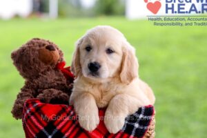 Image of Daya, a Golden Retriever puppy