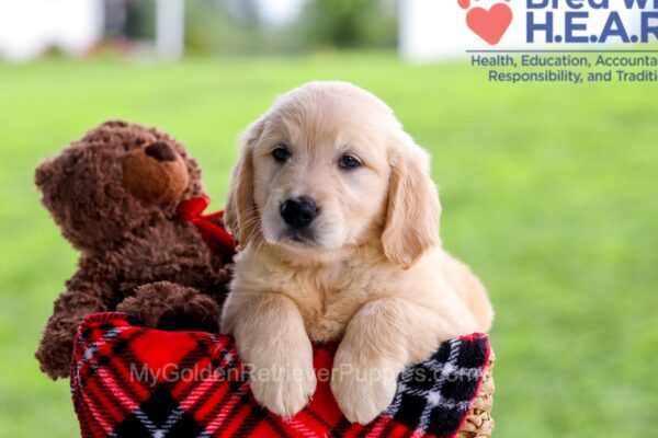 Image of Daya, a Golden Retriever puppy