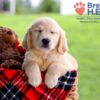 Image of Daya, a Golden Retriever puppy