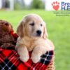 Image of Daya, a Golden Retriever puppy