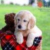 Image of Dazzle, a Golden Retriever puppy