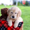 Image of Dazzle, a Golden Retriever puppy