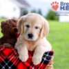 Image of Dazzle, a Golden Retriever puppy