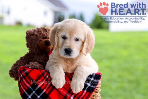 Image of Dazzle, a Golden Retriever puppy