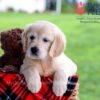 Image of Dazzle, a Golden Retriever puppy