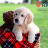 Image of Dazzle, a Golden Retriever puppy