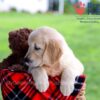 Image of Dazzle, a Golden Retriever puppy
