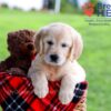 Image of Dazzle, a Golden Retriever puppy