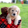Image of Dazzle, a Golden Retriever puppy