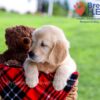 Image of Dazzle, a Golden Retriever puppy