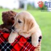 Image of Diamond, a Golden Retriever puppy