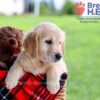 Image of Diamond, a Golden Retriever puppy