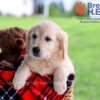 Image of Diamond, a Golden Retriever puppy