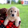 Image of Diamond, a Golden Retriever puppy