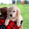 Image of Diamond, a Golden Retriever puppy