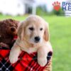 Image of Diamond, a Golden Retriever puppy