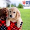 Image of Diamond, a Golden Retriever puppy