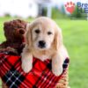 Image of Diamond, a Golden Retriever puppy