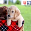 Image of Diamond, a Golden Retriever puppy